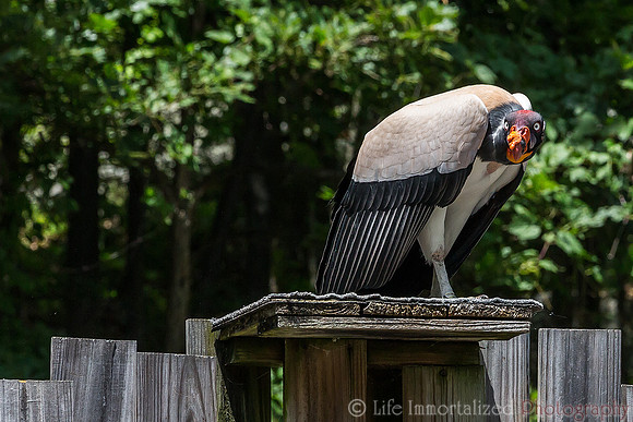 King Vulture