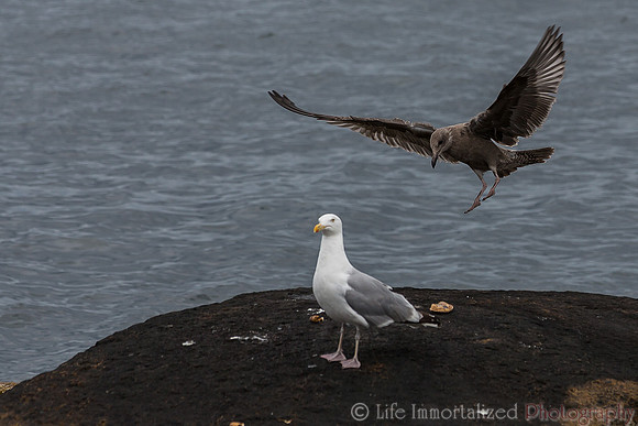 Seagulls
