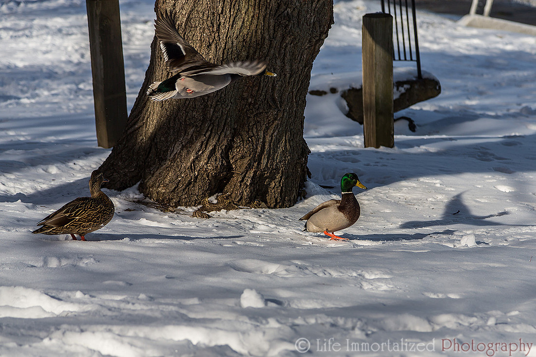 Ducks in the Snow