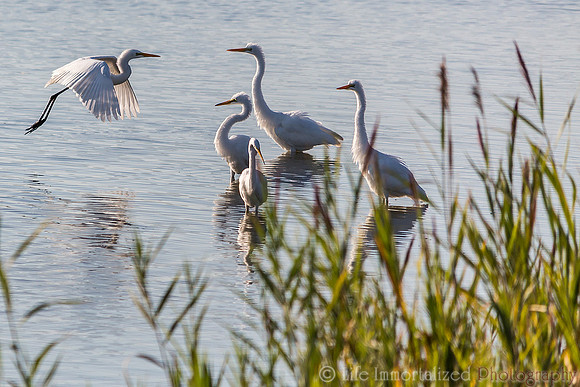 Egret