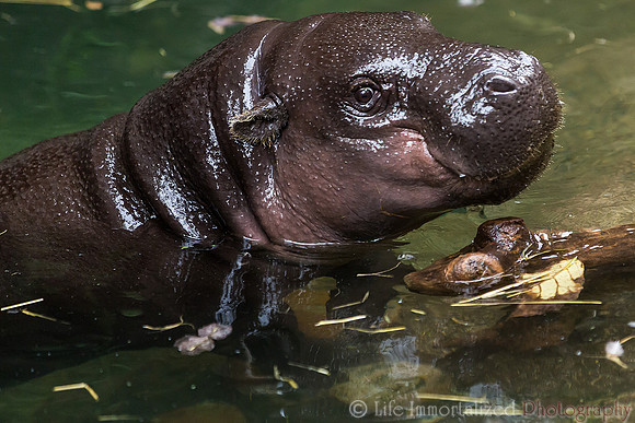 Pygmy Hippopotamus
