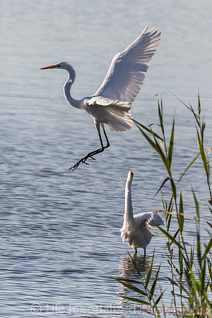Egret