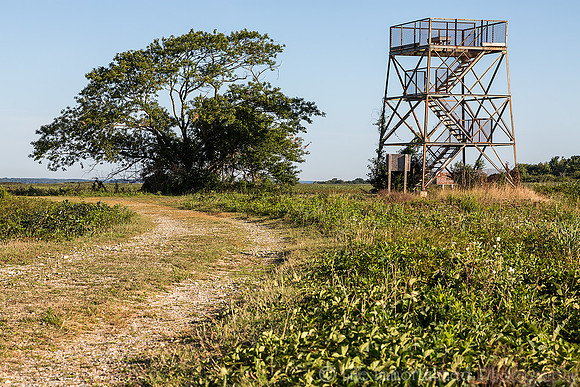 Plum Island Observation Tower