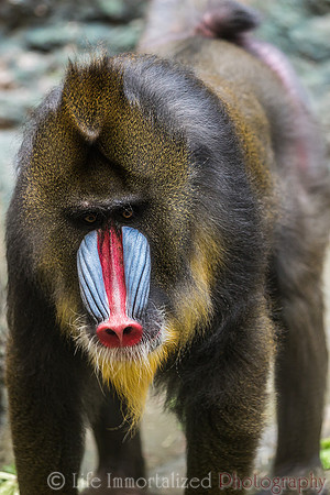 Mandrill