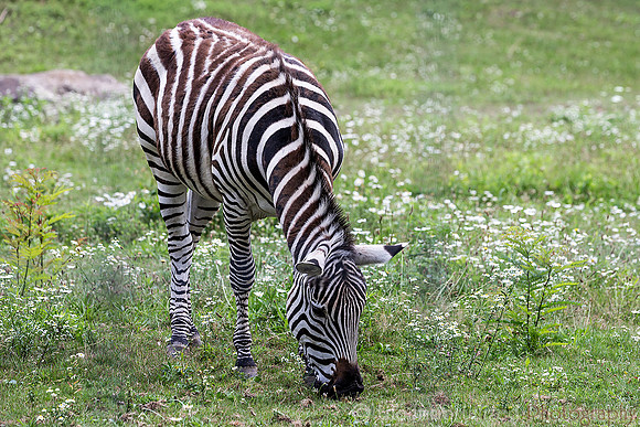 Grant's (Plains) Zebra