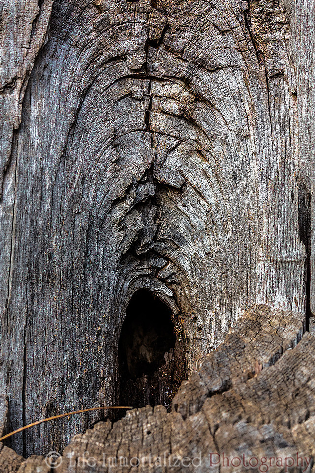 Enter the Tree