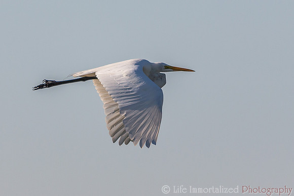 Egret