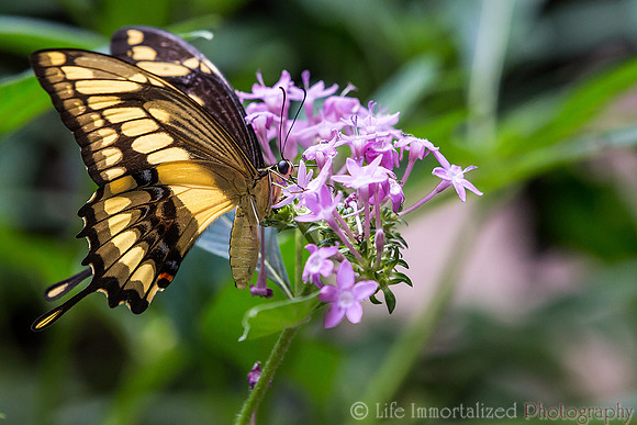 Giant Swallowtail