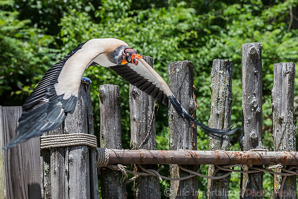King Vulture