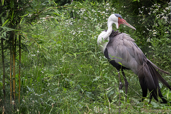 Wattled Crane