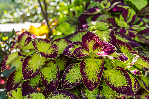 Coleus