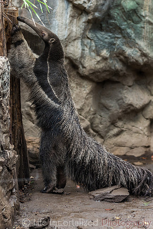 Giant Anteater