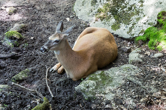 White-tailed Deer