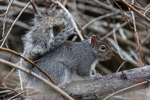 Squirrel
