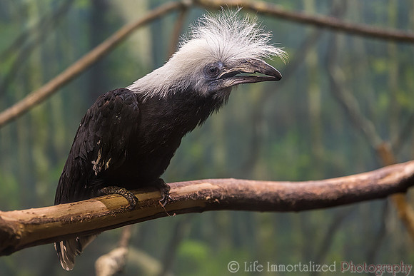 White-Crested Hornbill