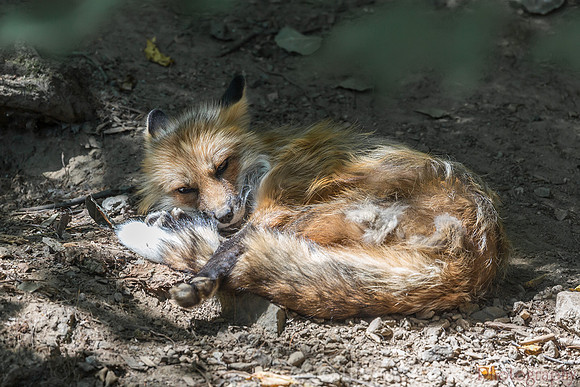 Red Fox