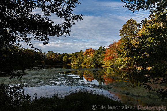 Greenlawn in Autumn