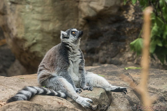 Ring-Tailed Lemur