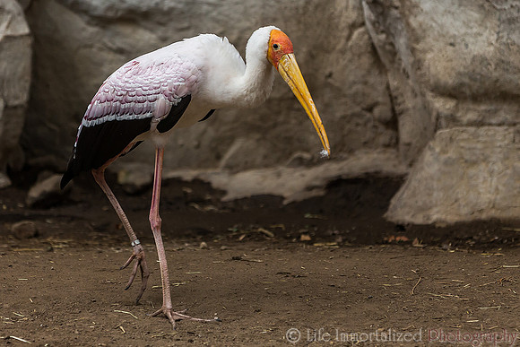 Yellow-Billed Stork
