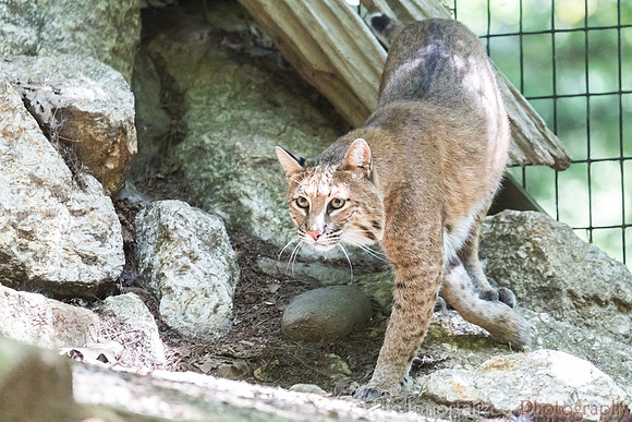 Bobcat