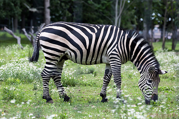 Grant's (Plains) Zebra