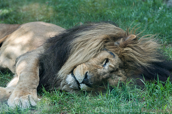 African Lion