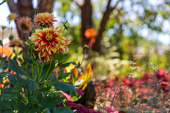 Tower Hill Garden