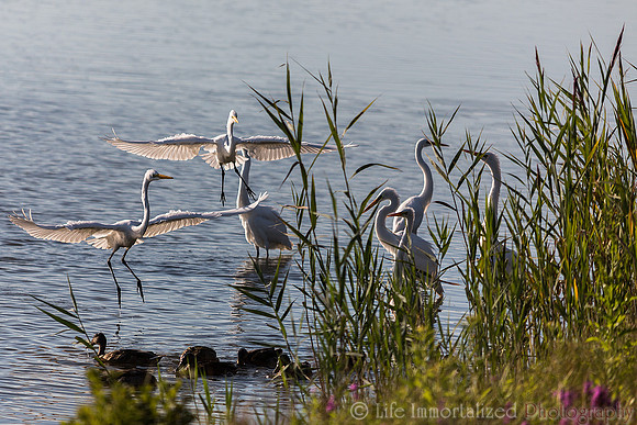 Egret