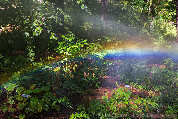 Rainbow Sprinkler