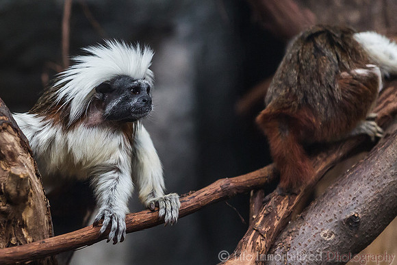 Cotton-Top Tamarin