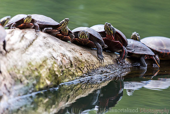 Turtles sunbathing