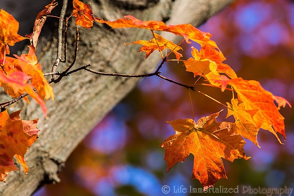 Autumn Leaves