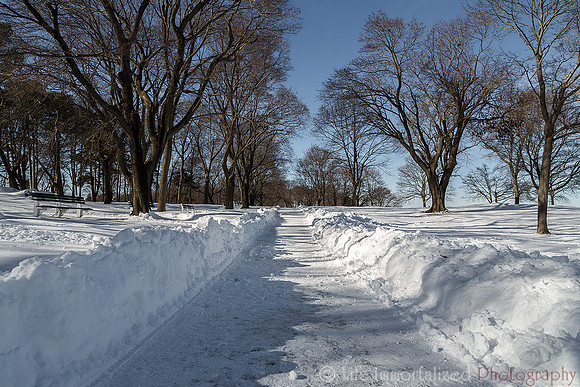 Forest River Snow