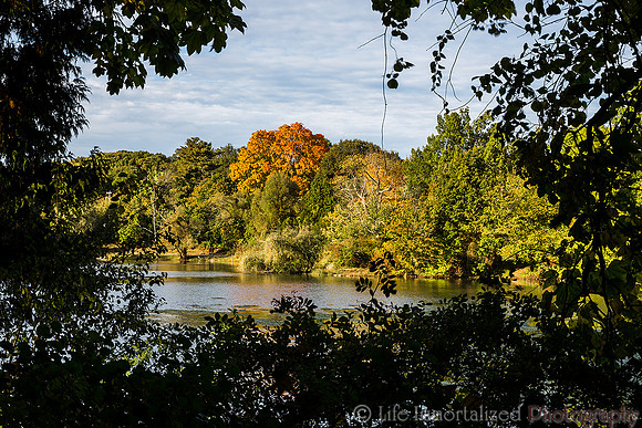 Greenlawn in Autumn