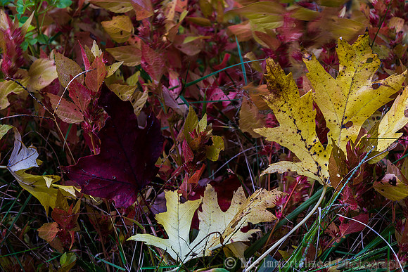 Autumn Leaves