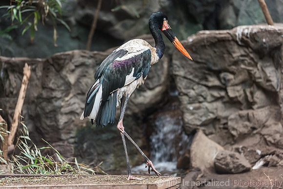 Saddle-Billed Stork