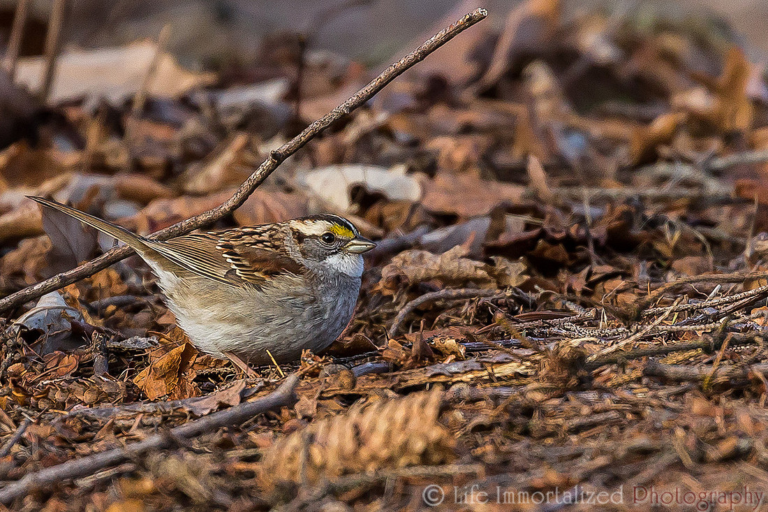 Sparrow