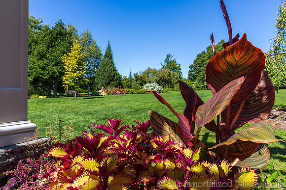 Coleus
