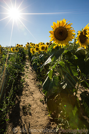 Sunflowers Sunburst