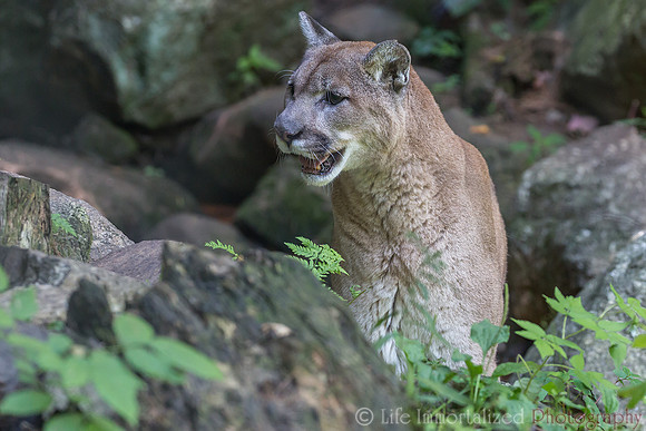 Mountain Lion