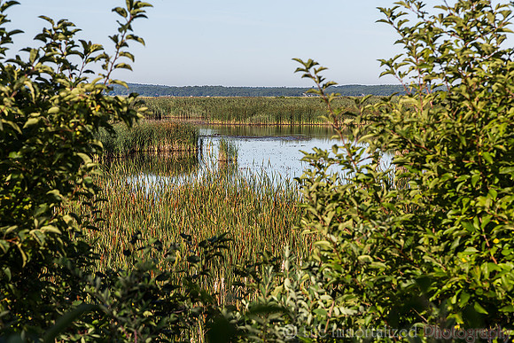 Plum Island Scenery