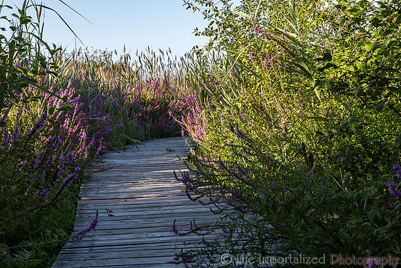 Plum Island Swamp Trail