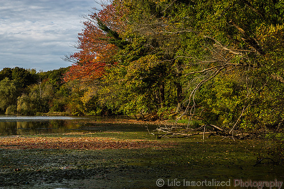 Greenlawn in Autumn