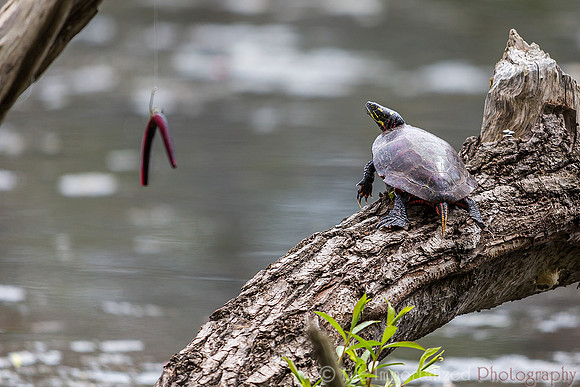 Turtle