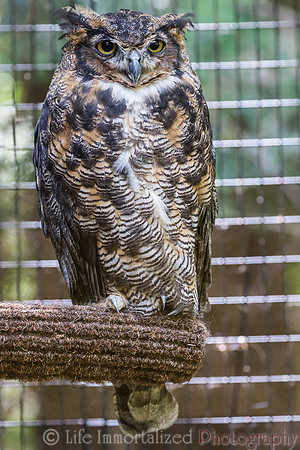 Great Horned Owl